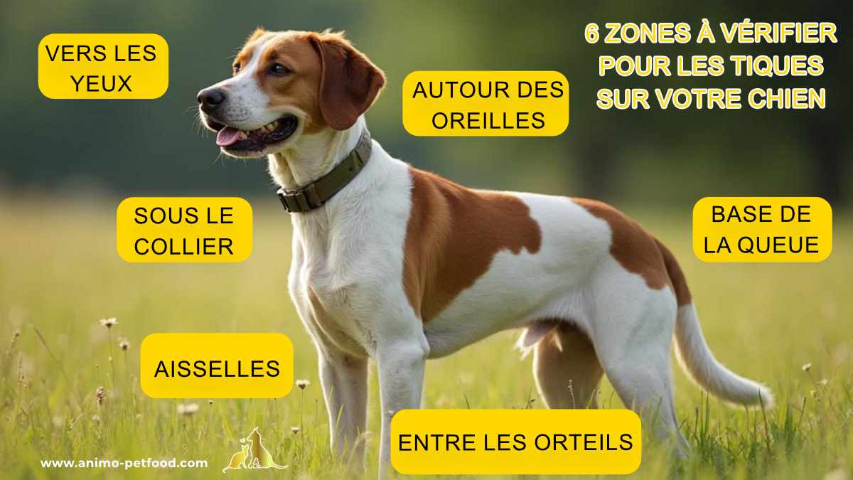 6 zones à vérifier pour les tiques sur votre chien afin de prévenir les maladies transmises par les tiques. Astuces pour inspection et prévention